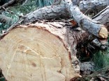 Khách nước ngoài đánh giá cao đồ gỗ Việt Nam